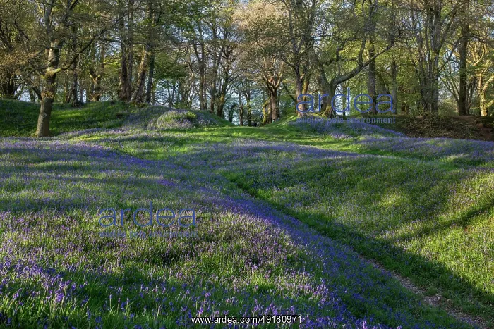  : Blackbury Camp - Bluebells in Flower - Devon - UK
