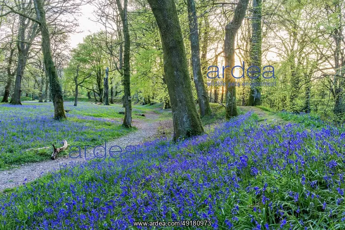  : Blackbury Camp - Bluebells in Flower - Devon - UK