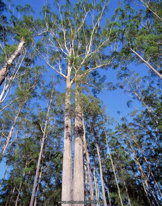 : Blackbutt - up to 50 metres tall : Blackbutt - up to 50 metres tall