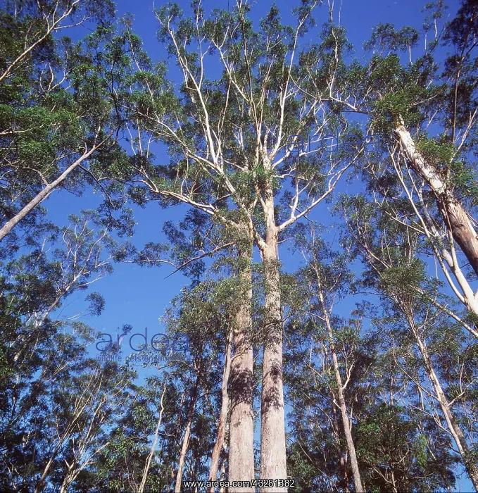 : BLACKBUTT EUCALYPTUS - Black Butt 50m tall : BLACKBUTT EUCALYPTUS - Black Butt 50m tall