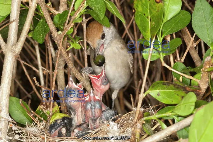 : Blackcap (Sylvia atricapilla). female feeding young with Ivy fruit - Bas Rhin - France : Blackcap (Sylvia atricapilla). female feeding young with Ivy fruit - Bas Rhin - France
