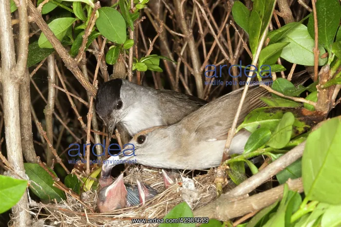 : Blackcap (Sylvia atricapilla). the female removes a fecal sac with male : Blackcap (Sylvia atricapilla). the female removes a fecal sac with male