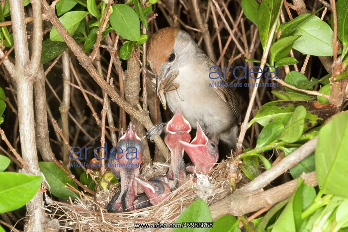 : Blackcap (Sylvia atricapilla). female feeding young with insect - Bas Rhin - France : Blackcap (Sylvia atricapilla). female feeding young with insect - Bas Rhin - France