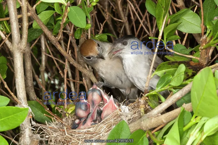 : Blackcap (Sylvia atricapilla). female and male at nest with young - Bas Rhin - France : Blackcap (Sylvia atricapilla). female and male at nest with young - Bas Rhin - France