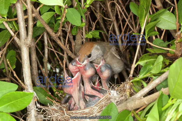 : Blackcap (Sylvia atricapilla). female feeding young with insect - Bas Rhin - France : Blackcap (Sylvia atricapilla). female feeding young with insect - Bas Rhin - France