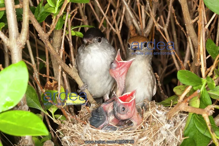 : Blackcap (Sylvia atricapilla). female and male at nest with young - Bas Rhin - France : Blackcap (Sylvia atricapilla). female and male at nest with young - Bas Rhin - France