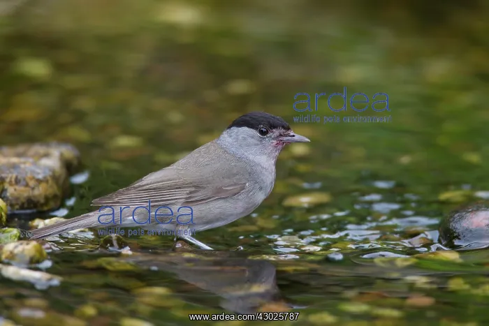  : Blackcap adult male bathing Germany