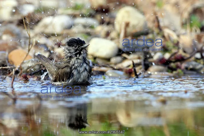 : Blackcap - bathing : Blackcap - bathing