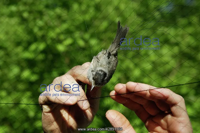 : Blackcap - captured in netting so it can be ringed : Blackcap - captured in netting so it can be ringed