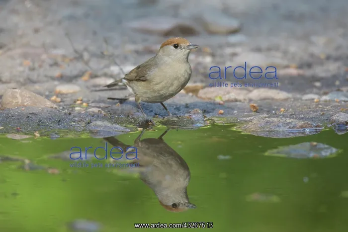  : Blackcap - drinking female - Germany