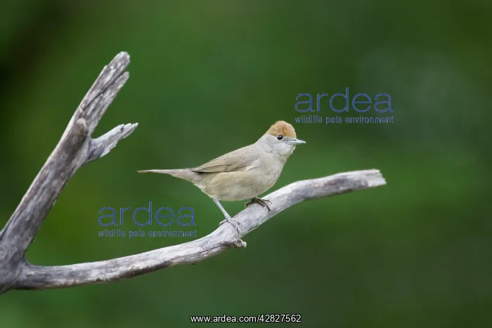 : Blackcap - female : Blackcap - female