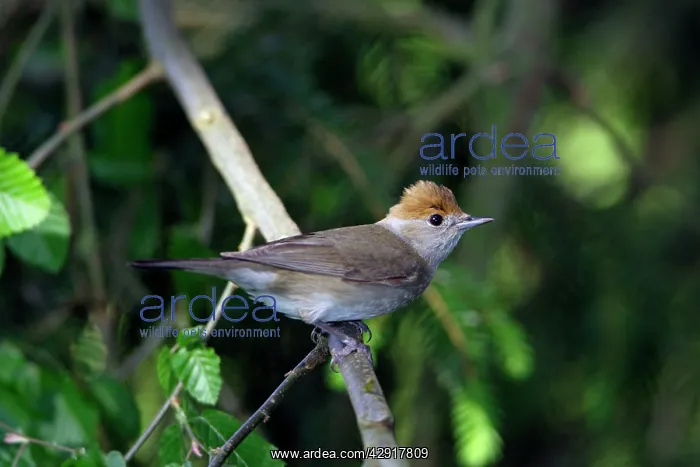 : Blackcap - female : Blackcap - female