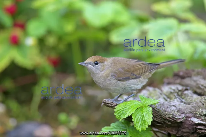  : Blackcap female