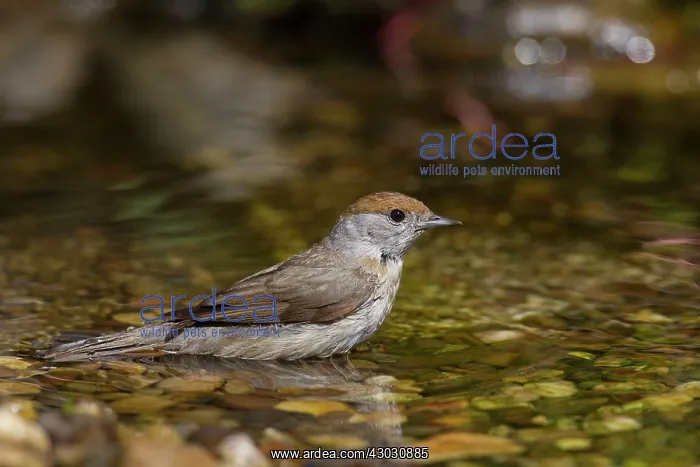 : Blackcap female bathing : Blackcap female bathing