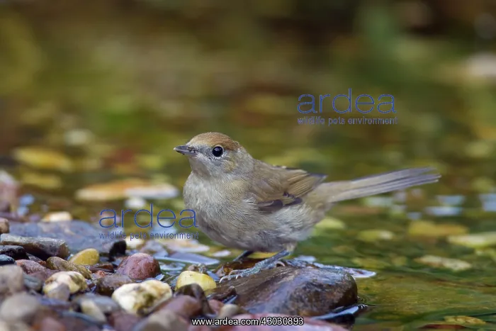 : Blackcap female bathing : Blackcap female bathing