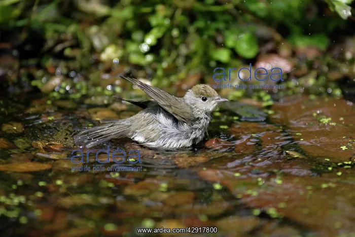 : Blackcap - female bathing in garden pond : Blackcap - female bathing in garden pond