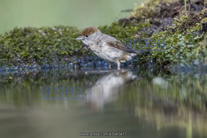 : Blackcap - Female - Bathing - UK : Blackcap - Female - Bathing - UK