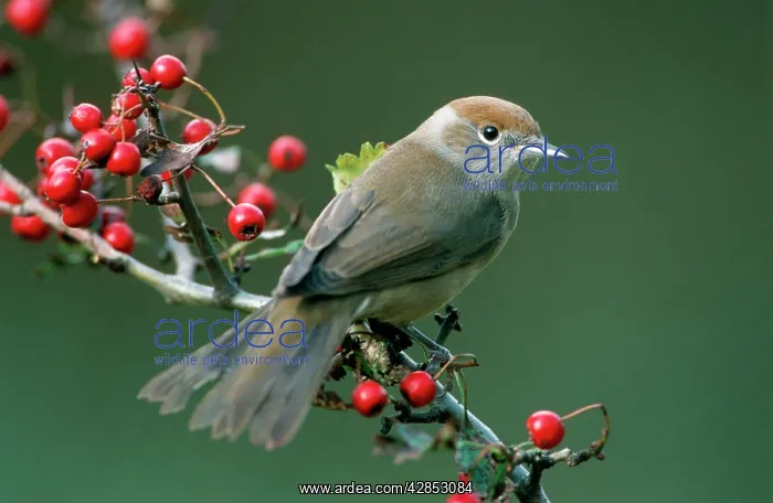 : Blackcap - Female with berries of hawthorn : Blackcap - Female with berries of hawthorn