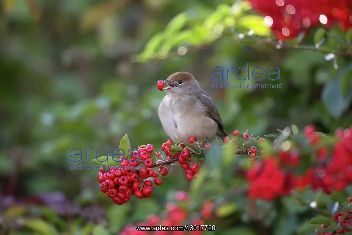 : Blackcap female eating Pyracantha berries : Blackcap female eating Pyracantha berries