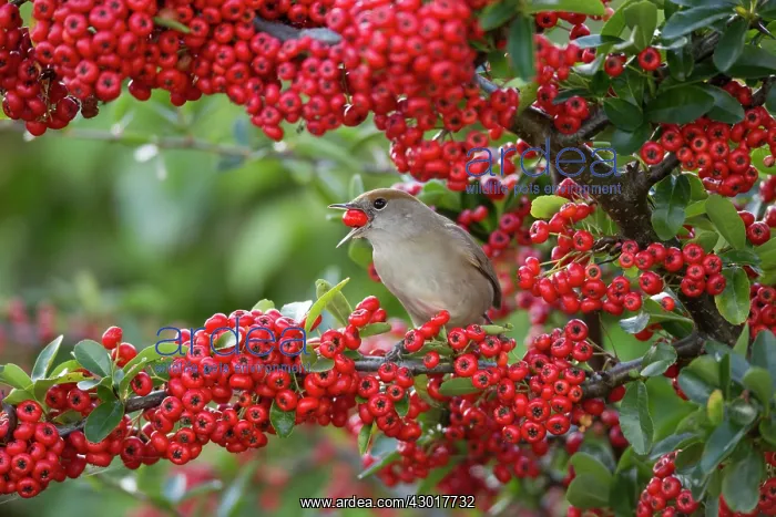 : Blackcap female eating Pyracantha berries : Blackcap female eating Pyracantha berries