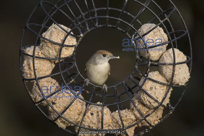 : Blackcap - Female - on Fatball Feeder - Cornwall - UK : Blackcap - Female - on Fatball Feeder - Cornwall - UK