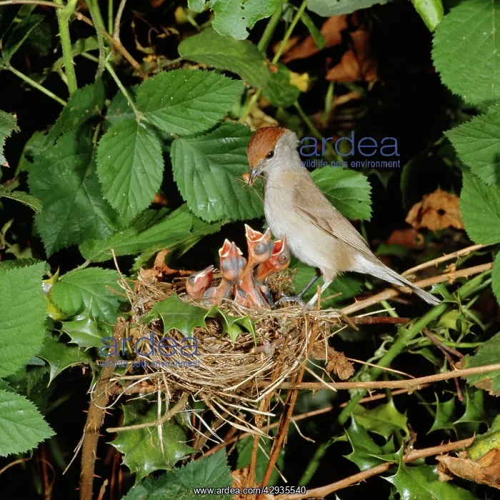: BLACKCAP - female feeding chicks at nest : BLACKCAP - female feeding chicks at nest