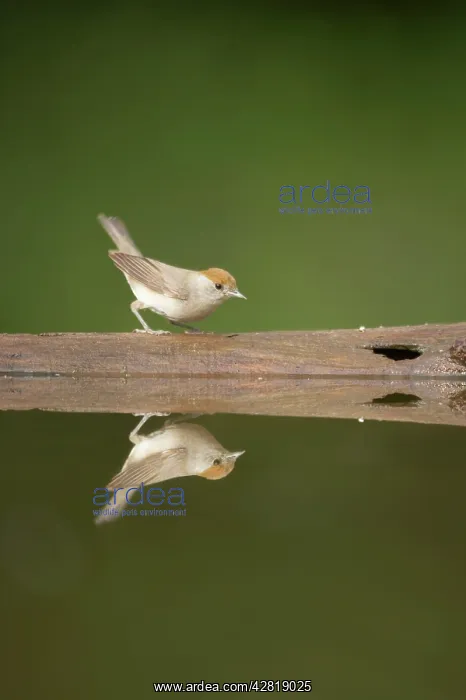 : Blackcap - Female at forest pool : Blackcap - Female at forest pool