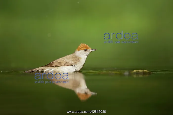 : Blackcap - Female at forest pool : Blackcap - Female at forest pool