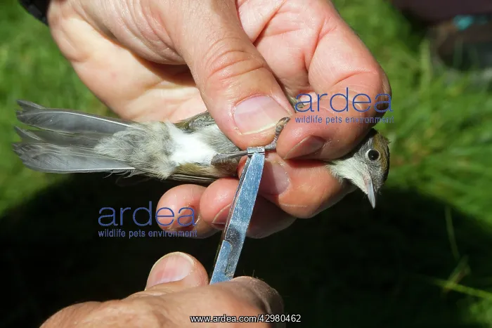 : Blackcap - female in hands - ringing the birds : Blackcap - female in hands - ringing the birds