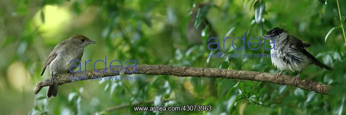 : Blackcap female observing a male snorting, Athee-sur-Cher : Blackcap female observing a male snorting, Athee-sur-Cher