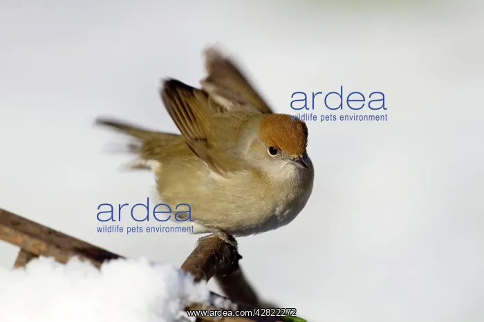 : Blackcap - female - in the snow : Blackcap - female - in the snow
