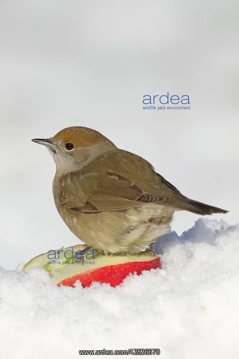 : Blackcap - female - in the snow : Blackcap - female - in the snow