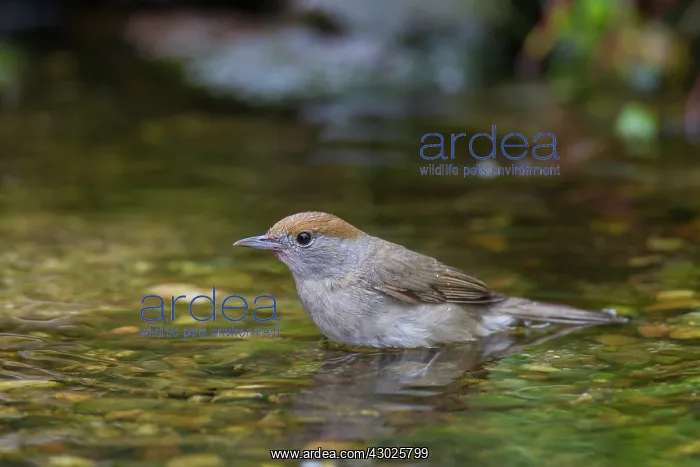 : Blackcap female water Blackcap adult female bathing Ger : Blackcap female water Blackcap adult female bathing Ger