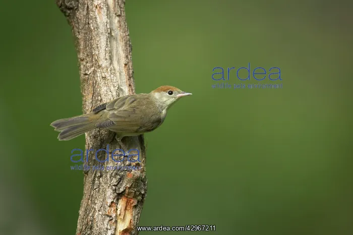 : Blackcap - female in woodland : Blackcap - female in woodland