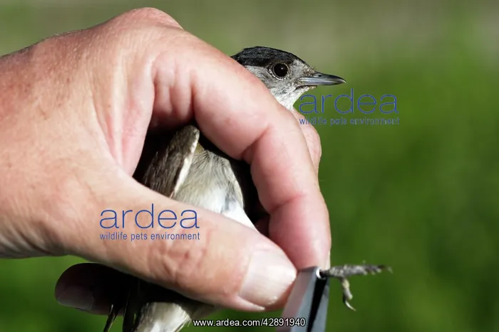 : Blackcap - having ring put on leg : Blackcap - having ring put on leg