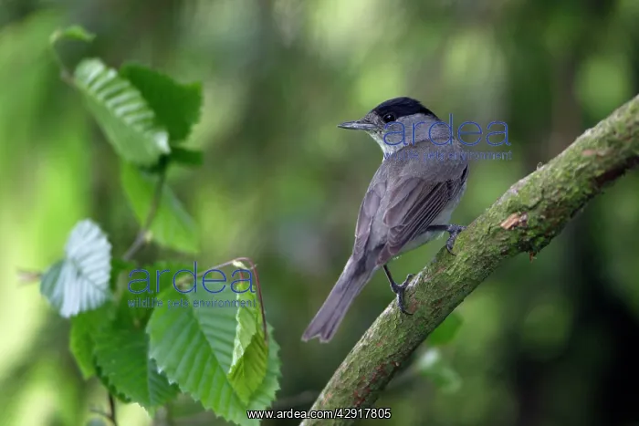 : Blackcap - male : Blackcap - male