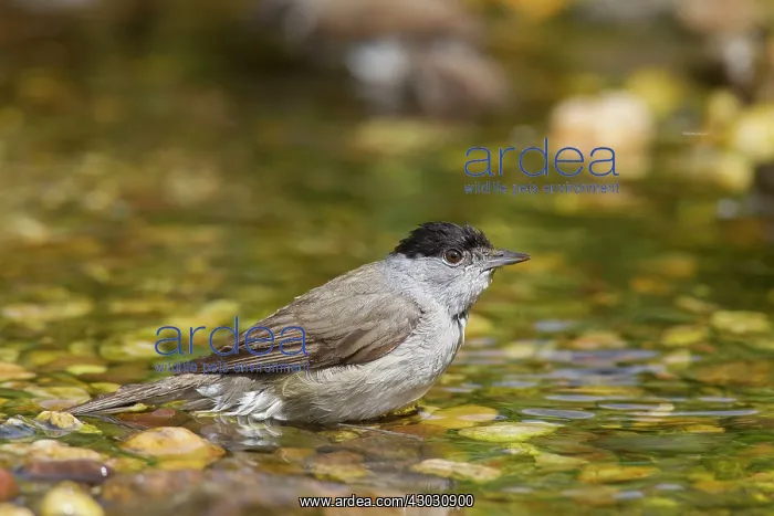 : Blackcap male bathing : Blackcap male bathing