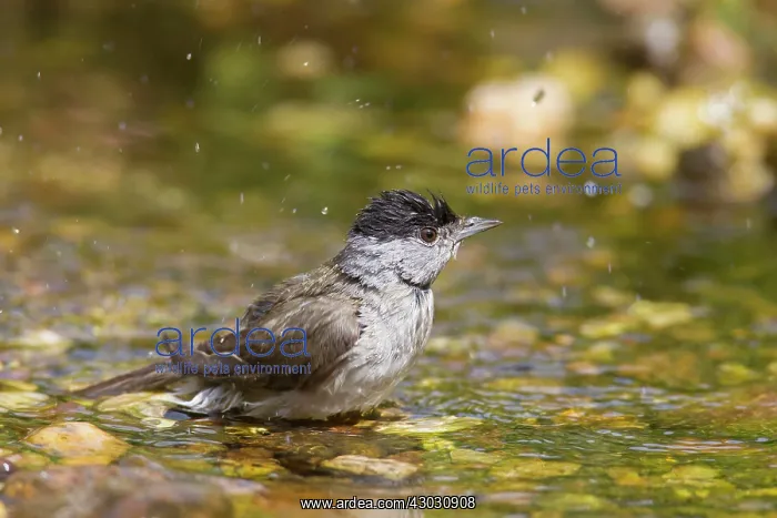 : Blackcap male bathing : Blackcap male bathing