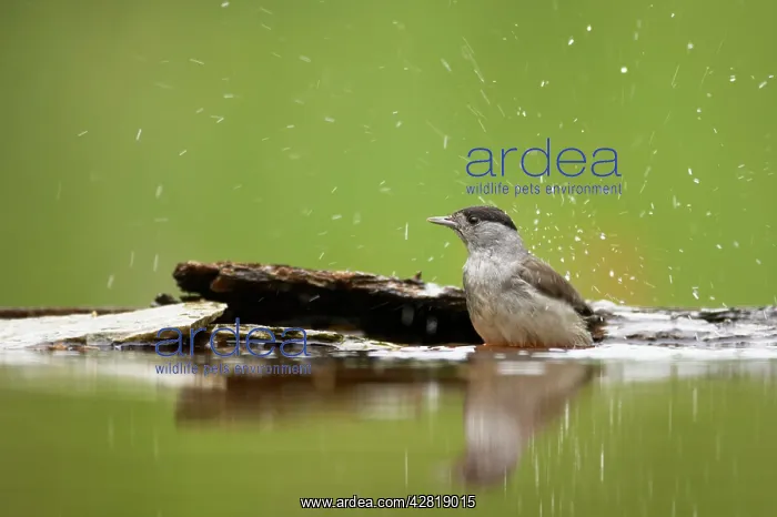 : Blackcap - Male bathing in forest pool : Blackcap - Male bathing in forest pool