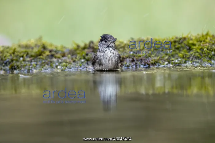 : Blackcap - Male - Bathing - UK : Blackcap - Male - Bathing - UK