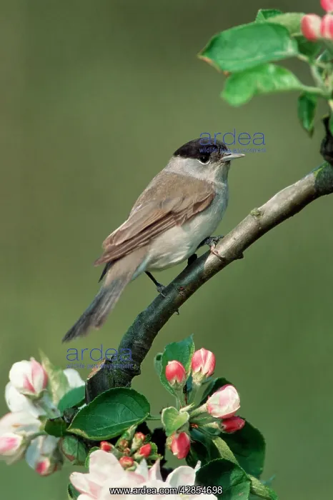 : Blackcap male on branch with apple blossoms : Blackcap male on branch with apple blossoms