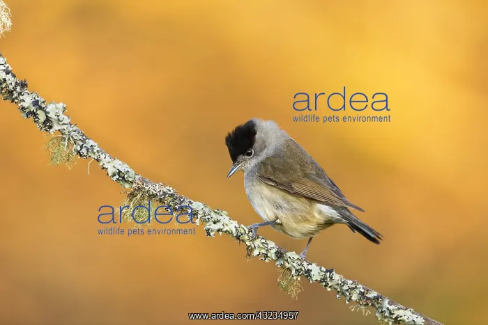 : Blackcap - Male - Cornwall - UK : Blackcap - Male - Cornwall - UK