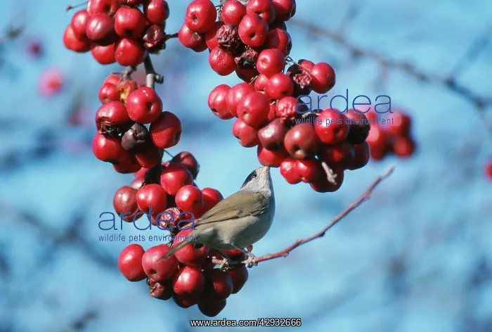 : BLACKCAP - male, eating winter berries : BLACKCAP - male, eating winter berries