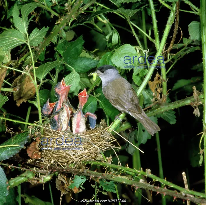 : Blackcap - male feeding young at nest : Blackcap - male feeding young at nest