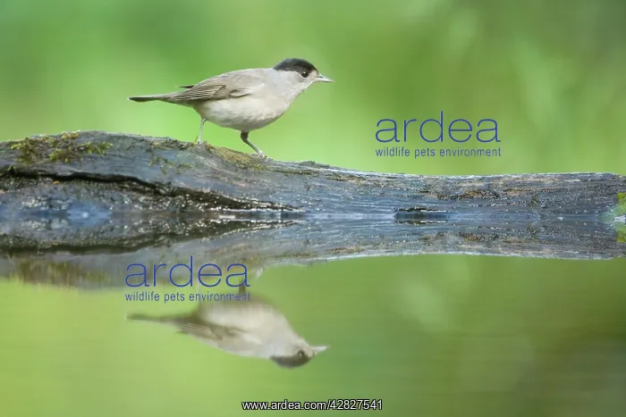 : Blackcap - male at forest drinking pool : Blackcap - male at forest drinking pool