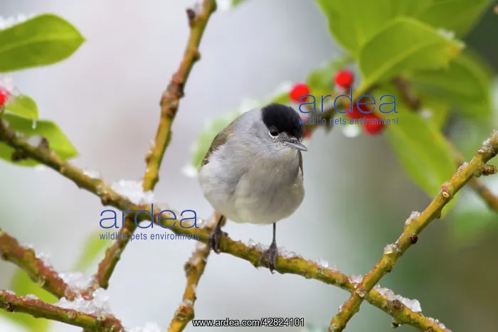 : Blackcap - male - on holly - winter : Blackcap - male - on holly - winter