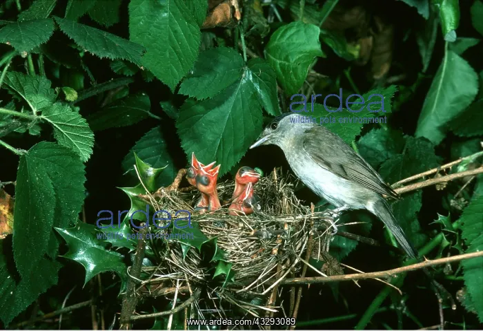 : BLACKCAP - male at nest with chicks begging : BLACKCAP - male at nest with chicks begging