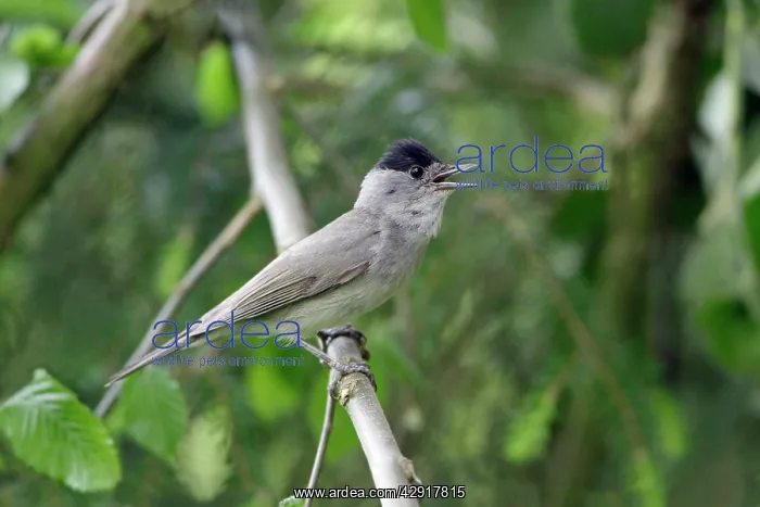 : Blackcap - male singing : Blackcap - male singing