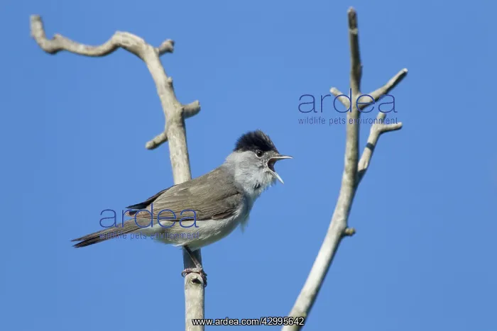 : Blackcap - male singing in Spring : Blackcap - male singing in Spring