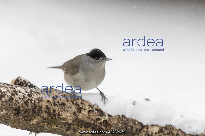 : Blackcap - Male - In Snow - Cornwall - UK : Blackcap - Male - In Snow - Cornwall - UK